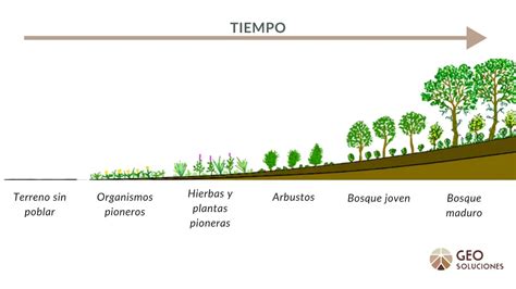 Sucesi N Ecol Gica C Mo Evolucionan Los Ecosistemas Basado En Hechos