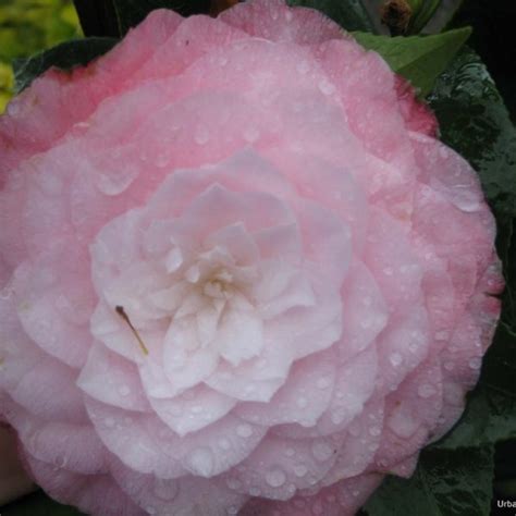 Camellia Japonica Nuccio S PEARL STD Urban Tree Farm Nursery