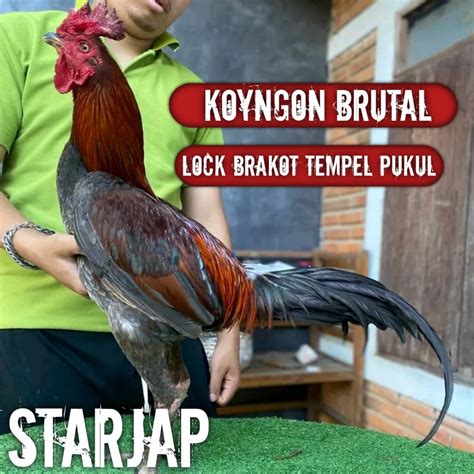 Jual Ayam Bangkok Koyngon Asli Super Jalu Telur Tetas Perbutir Shopee