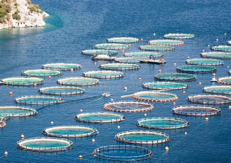 Fish Farm In The Sea Stock Image Image Of Catch Aquaculture 83820595