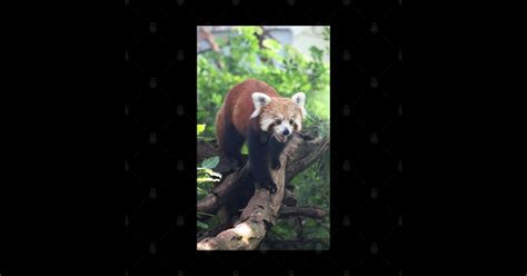 Nepalese Red Panda Nepalese Red Panda Sticker Teepublic
