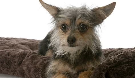 Yorkie Chihuahua Mix: All About The Fiesty Chorkie (#1 Info)