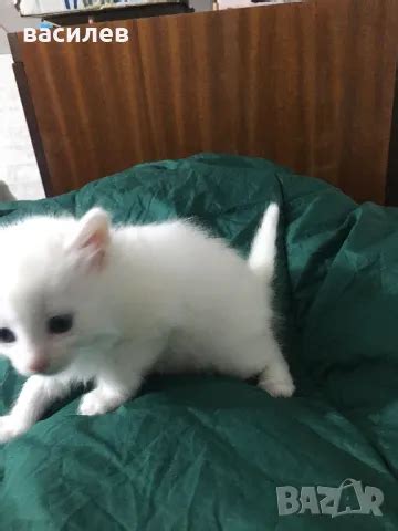 ангорски котки в Ангорски в гр. Хасково - ID46932726 | Bazar.bg