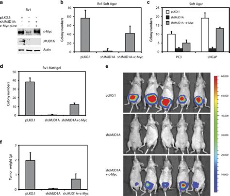 Myc Re Expression In Jmjd A Kd Rv Cells Via Lentiviral Transduction