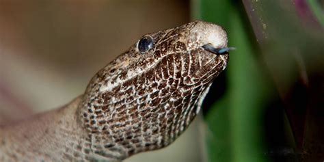 Puerto Rican Boa National Wildlife Federation