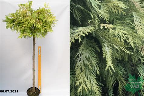 Туя западная Глобоза Ауреа штамб (Thuja occidentalis Globosa Aurea) С15 ...