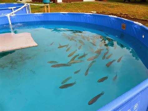 Pin On Backyard Fish Farming