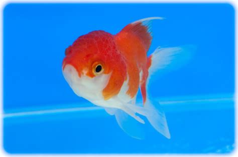 Oranda Goldfish Care Guide - Your Aquarium Place