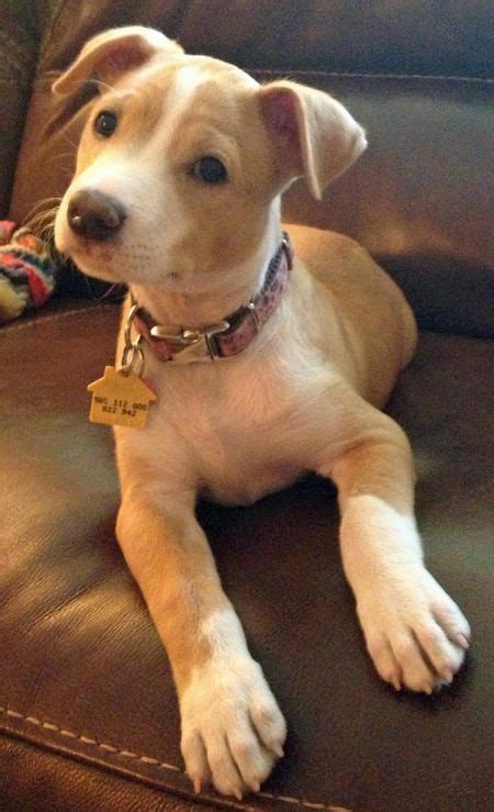 Die Besten 25 Pitbull Terrier Mix Ideen Auf Pinterest Terrier