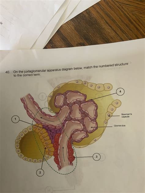 Juxtaglomerular Apparatus Diagram Diagram Quizlet