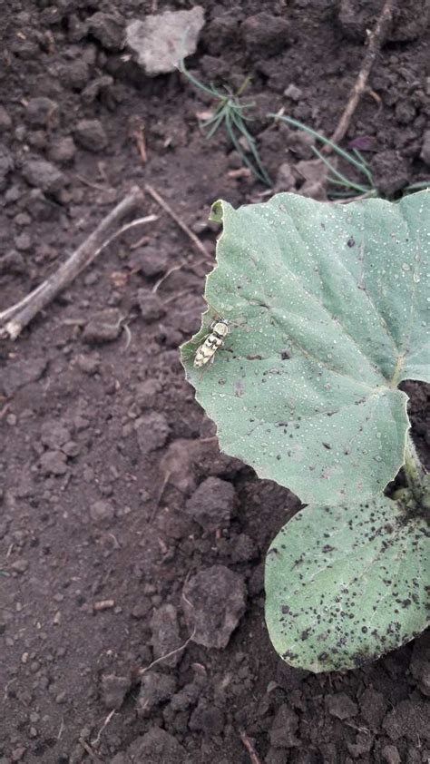 Вопрос к энтомологам | Пикабу