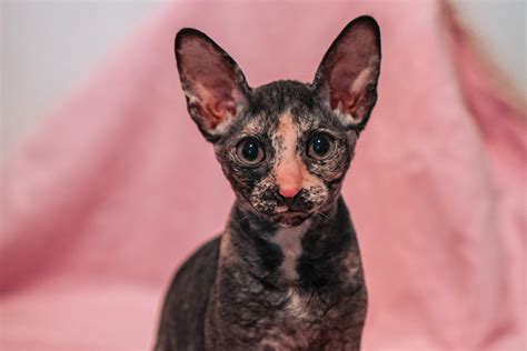 Contact Us Curlytail Cornish Rex