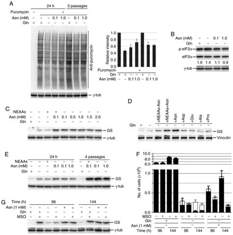 Asparagine Sustains Cellular Proliferation And Cmyc Expression In