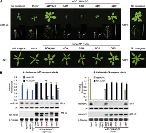 Phenotypic And Molecular Analyses Of Arabidopsis Ago1 25 And Zip 1