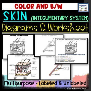 Skin Diagrams Integumentary System Images Labeled Unlabeled And