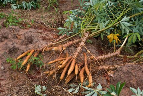 How To Cultivate Cassava Hubpages