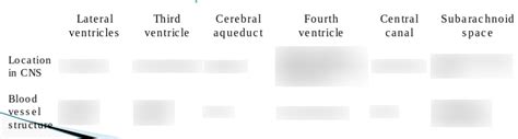 CNS Diagram | Quizlet