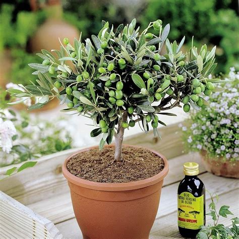 Olea Europea Common Olive Tree Gardenersdream