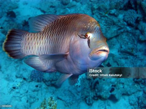 Ikan Napoleon Ikan Jenis Ikan Tulang Osteichthyes Gubanovye Labridae