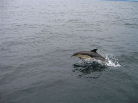 Condado De Cork Excursi N En Barco Para Avistar Ballenas Y Delfines