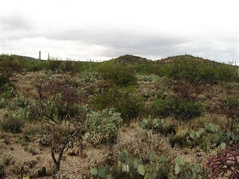 Cactus Forest Drive Saguaro National Park 51 Saguaro Nati Flickr