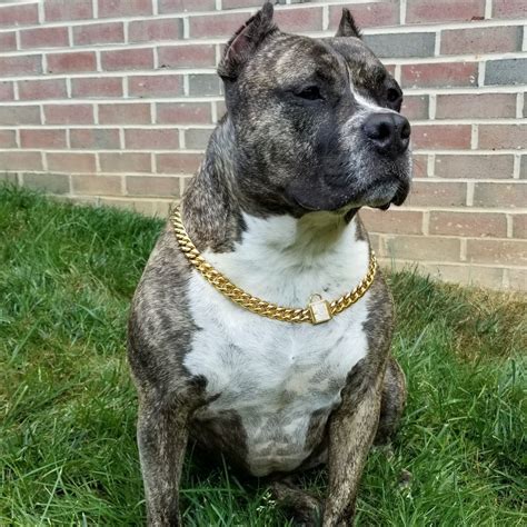 Gold Dog Chain Collar Rhinestone Clasp – Pit Bull Outfitters