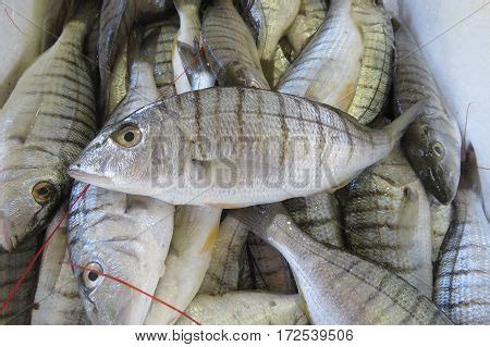 Exotic Sea Fish Image & Photo (Free Trial) | Bigstock