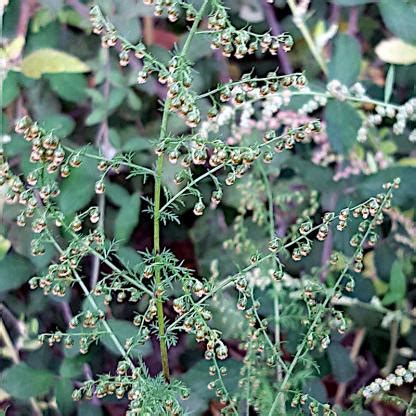 Foto Von Artemisia Annua Einj Hriger Beifu Habitus Korbbl Tengew Chse