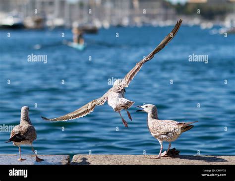 Seagull Aggressive Hi Res Stock Photography And Images Alamy