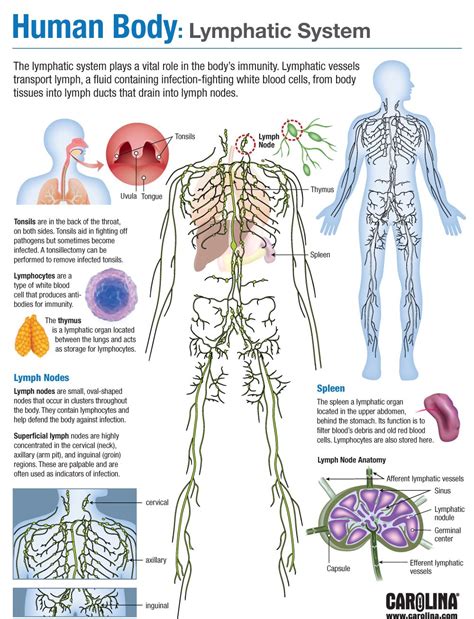 Diagram Of Lymphatic System Functions The Immune Response