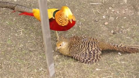 Golden Pheasant Mating YouTube