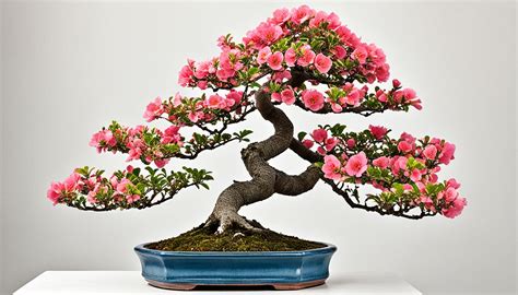 Bonsai Tree Species Guide The Vibrant Chinese Quince