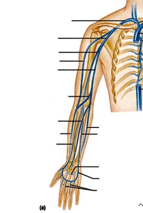 Upper Extremity Venous Anatomy Diagram Quizlet