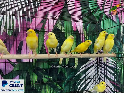 Yellow Canary Bird for sale - ParrotCrown.com