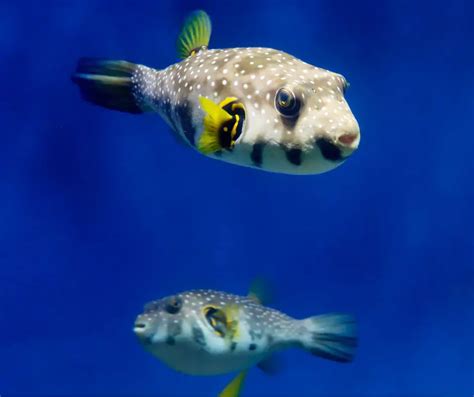 Breeding Puffer Fish (Aquarium Puffer Breeding Guide)