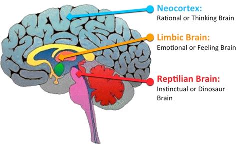 How Your Reptilian Brain Controls You