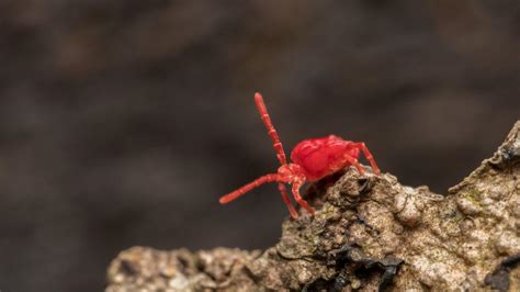 Red Spider Mites On Concrete