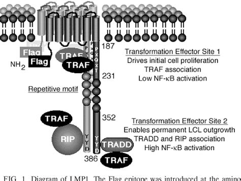 Figure 1 From The Epstein Barr Virus Oncoprotein Latent Membrane