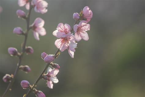 Free Images Nature Branch Blossom Leaf Flower Petal Spring