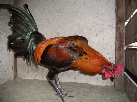 Gallos Navajeros Del Peru Criadero Vienrich Los Tucos Criadero