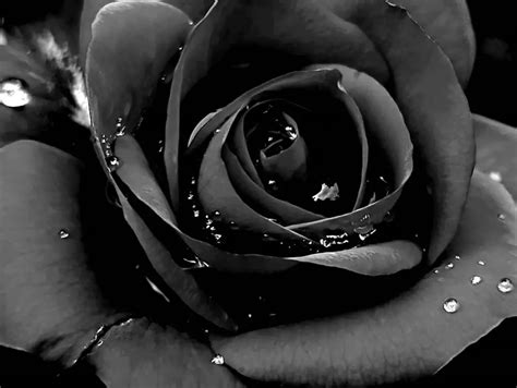 The Curious Meaning of Black Roses – A to Z Flowers
