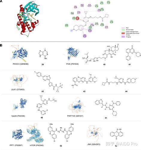 蛋白激酶在自噬中的作用用于靶向治疗的小分子化合物 知乎