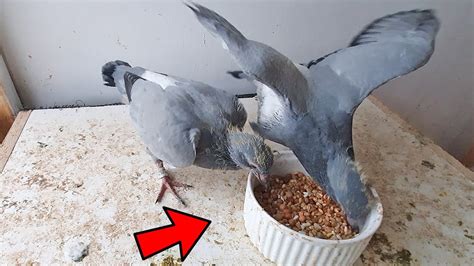 Baby Pigeon Feeding Youtube