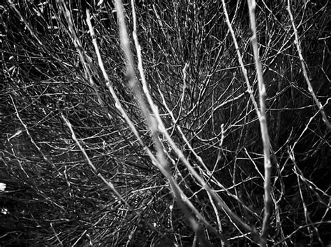 Naked Bush Anna Karolina Ozola Flickr