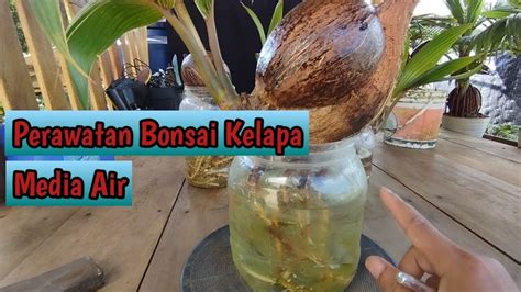 Perawatan Bonsai Kelapa Media Air Ridwanbintangbonsai YouTube