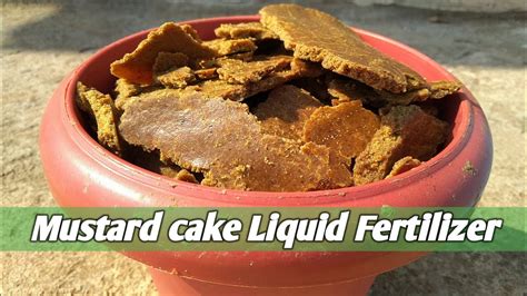 Mustard Cake Liquid Fertilizer Best Organic Liquid Fertilizer For