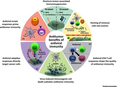 Antitumor Benefits Of Antiviral Immunity An Underappreciated Aspect Of