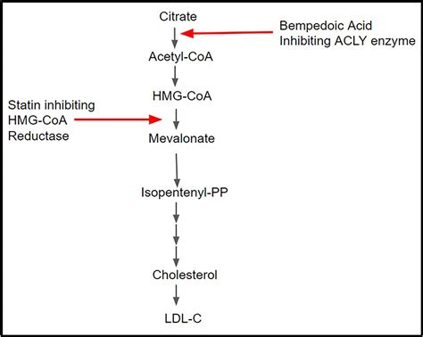 Comprehensive Review Of Statin Intolerance And The Practical