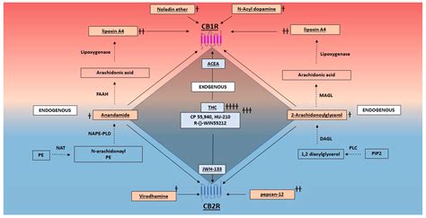 Ijms Free Full Text Cannabinoid Receptors An Update On Cell