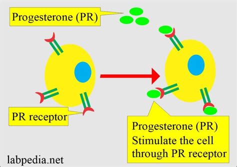 Progesterone Receptor Pr For Breast Cancer Labpedia Net